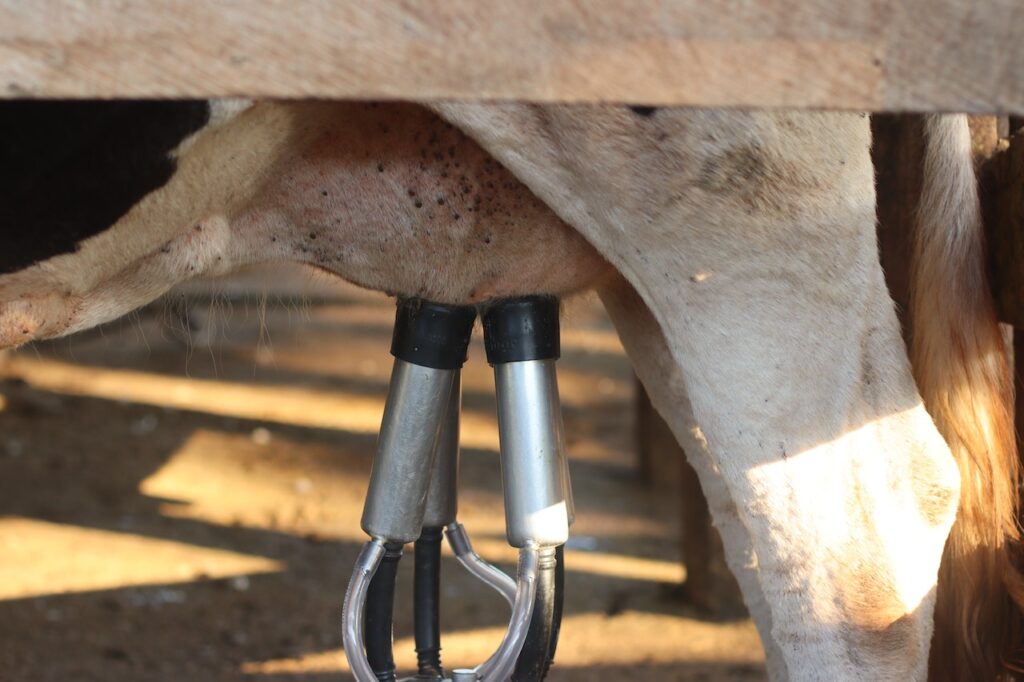 Nutrición Balanceada para Vacas Lecheras