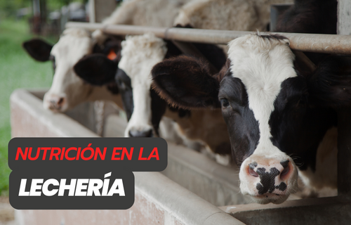 alimentacion-en-la-lecheria