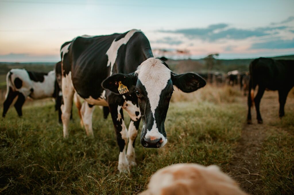 Monitoreo de la producción de leche