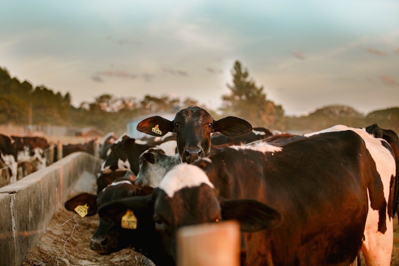 vaca-monitoreo