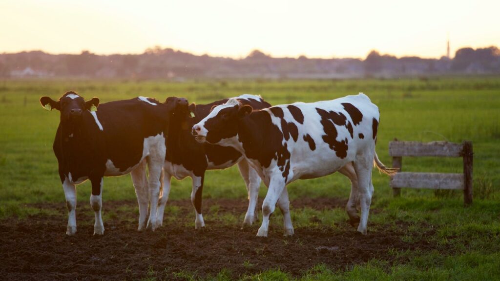 Monitoreo de Temperatura y Humedad: Importancia en la Industria Alimentaria